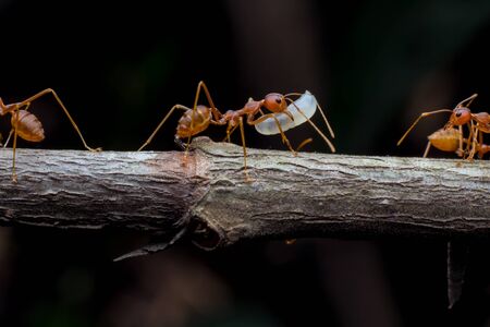 red ant team work helped build its nest.の写真素材