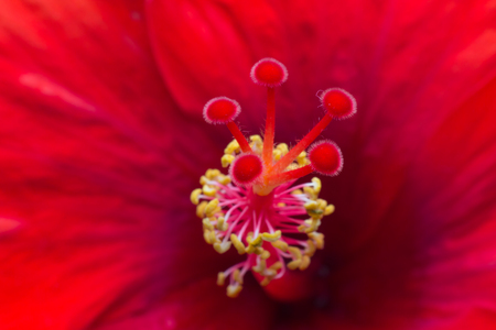 Close-up of an opening red flower showing petals, stamens and pistilの写真素材