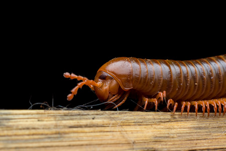 close up of the millipede walkingの写真素材