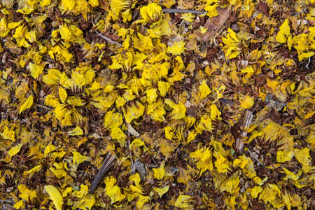 Yellow flower on the dry groundの写真素材