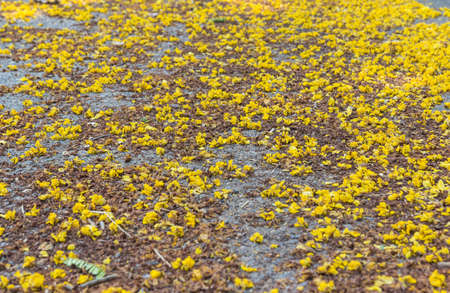 Yellow flower on the dry groundの写真素材
