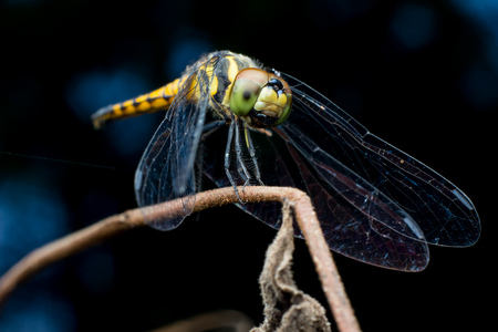 Close-up Dragonfly yellowの写真素材