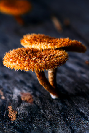 Wild mushrooms, in the wild natureの写真素材