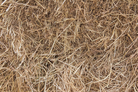 Texture of dry straw on the floorの写真素材