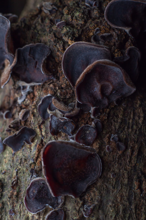 Wild mushrooms, in the wild natureの写真素材