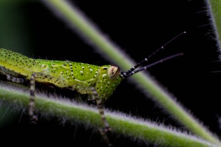 a grasshopperの写真素材