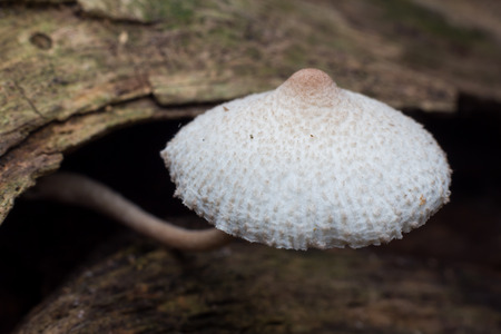 Wild mushrooms, in the wild natureの写真素材