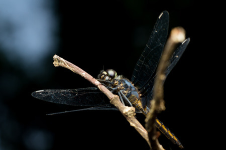 Close-up Dragonfly yellowの写真素材