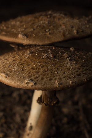 Wild mushrooms, in the wild natureの写真素材