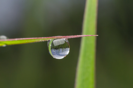 Dew drops close upの写真素材