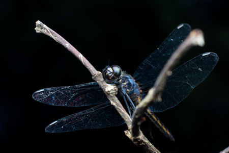 Close-up Dragonfly yellowの写真素材