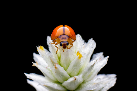Macro  ladybugの写真素材
