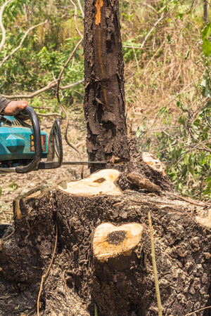 Lumberjack logger worker cutting firewood timber tree in forest with chainsawの写真素材