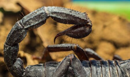 Macro image of the stinger of a scorpionの写真素材