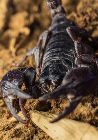 Tropical Scorpion in Thailandの写真素材