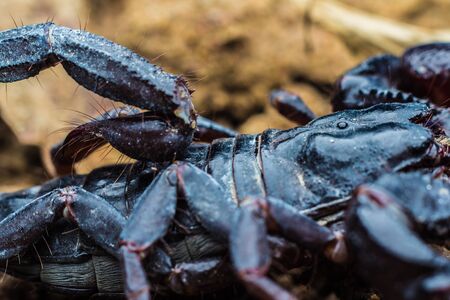 Macro image of the stinger of a scorpionの写真素材