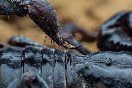 Tropical Scorpion in Thailandの写真素材