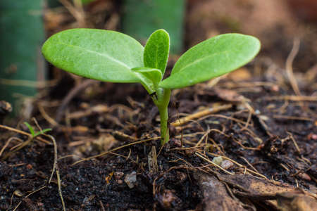 Green sprout growing from seedの写真素材