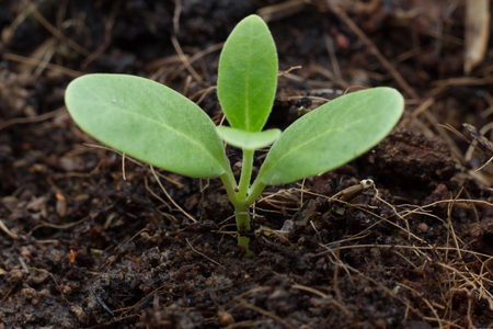 Green sprout growing from seedの写真素材