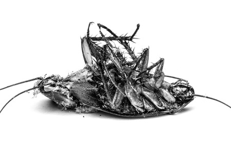 Close up of a death cockroachの写真素材