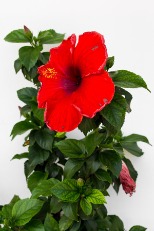 Red hibiscusの写真素材