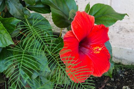 Red hibiscus flowerの写真素材