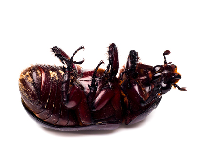 Scarab beetle , Horn beetle Dynastinae on white background.の写真素材