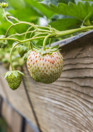 Fresh strawberry from the farmの写真素材