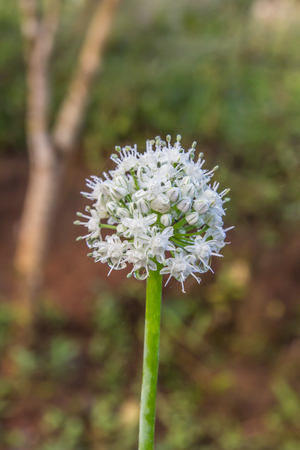 beautiful white flowers on green backgroundの写真素材