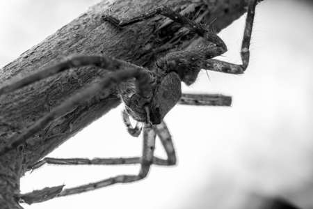 Spiderの写真素材