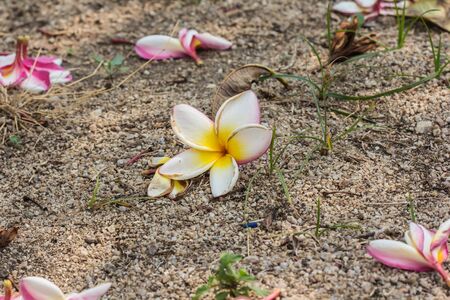 white , pink and yellow Plumeria  on natural light backgroundの写真素材