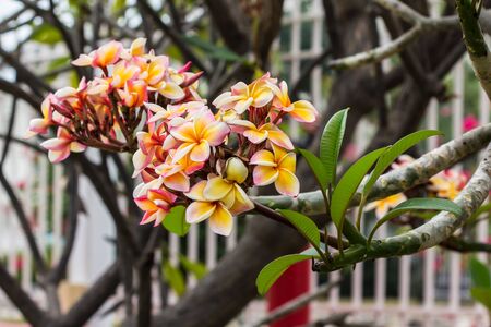 white , pink and yellow Plumeria  on natural light backgroundの写真素材