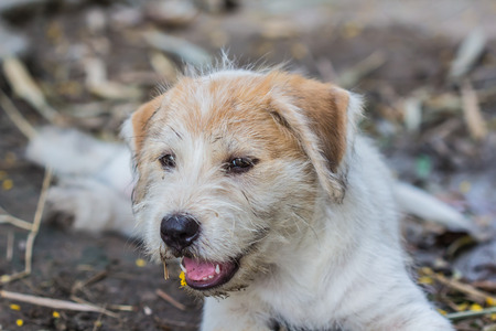 A potrait of a curious dog