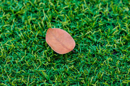Dry leaves on the green grassの写真素材