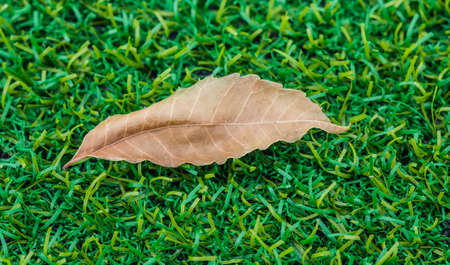 Dry leaves on the green grassの写真素材