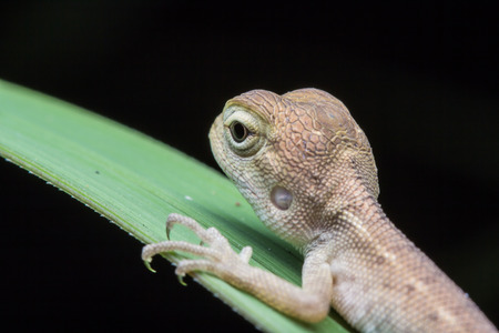 Macro shot Brown chameleon
