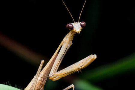 grasshopper close-up photo