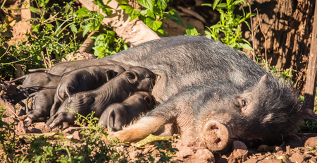 Mother and baby boar Lovelyの写真素材