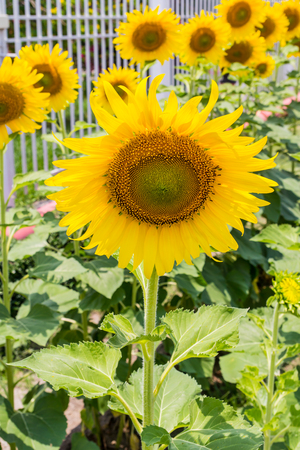 sunflowerの写真素材