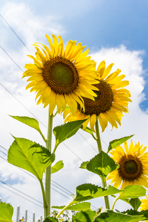 sunflowerの写真素材