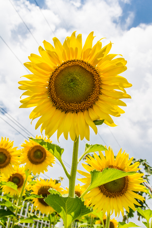 sunflowerの写真素材