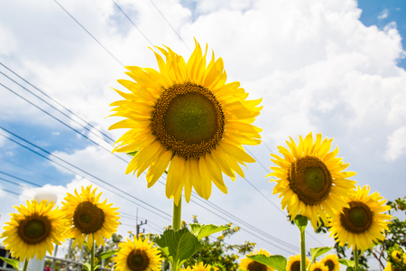 sunflowerの写真素材