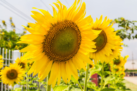sunflowerの写真素材