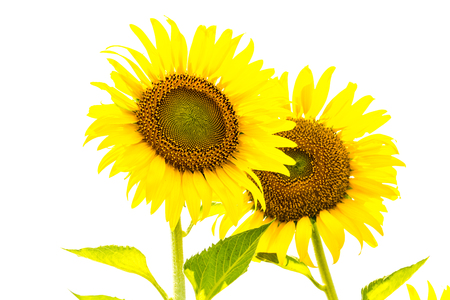 sunflowerの写真素材