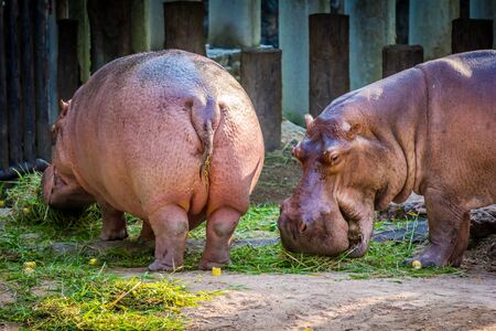 Hippopotamus in the zooの写真素材