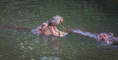 Hippopotamus in the waterの写真素材