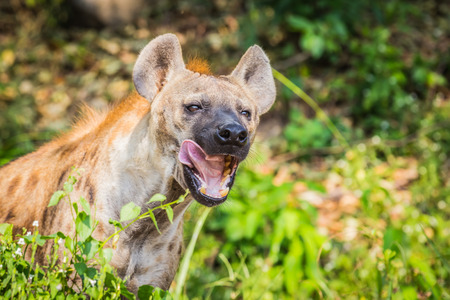 Awesome wildlife hyenasの写真素材