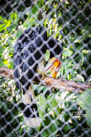 Birds in the zoo live in the zoo.の写真素材