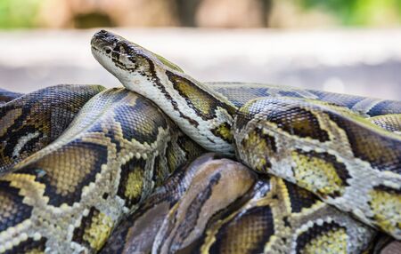 Python reptiles in the zoo
