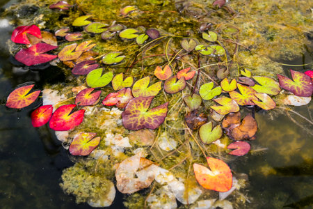 Lotus leaf in the fish bowlの写真素材